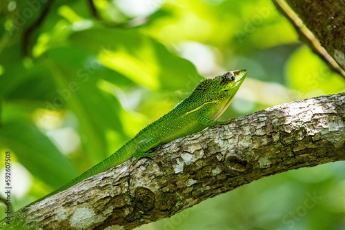 Closeup shot of a green knight anole reptile on a tree branch
