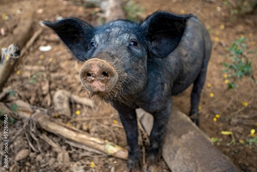 Funny shot of a black Pig in the garden looking up at the camera