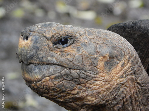 ガラパゴスゾウガメ Chelonoides niger species complex