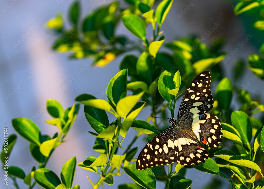 Lime butterfly sitting on a lime tree and resting Lime butterfly sitting on a lime tree and resting
