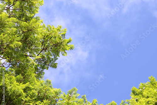 jacaranda tree canopy against blue sky