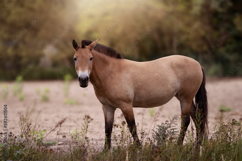 Scenic view of a brown horse in green grass on a sunny day Scenic view of a brown horse in green grass on a sunny day