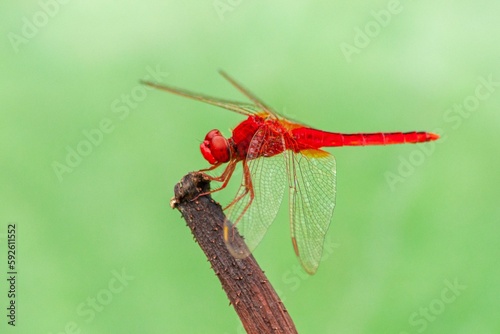 Closeup of a scarlet dragonfly on a plant