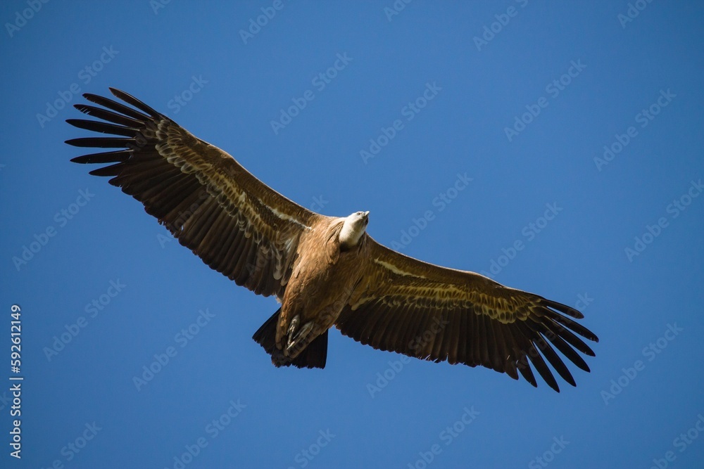 Gyps Fulvus con cielo azul en el Parc Natural dels Voltors, Alcoy, España Gyps Fulvus con cielo azul en el Parc Natural dels Voltors, Alcoy, España