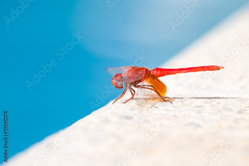 Libelula Trithemis kirbyi con bokeh y diagonal del borde de una piscina photo