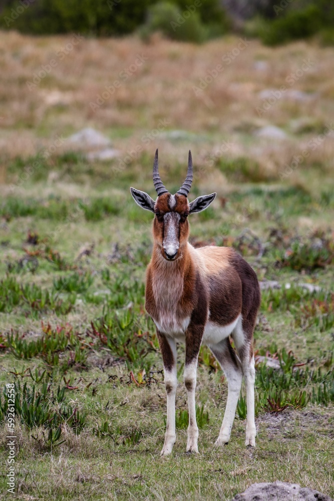 Fototapeta premium Vertical shot of Bontebok standing on grassland in a park