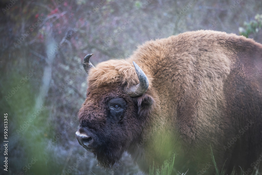 Fototapeta premium Bisonte europeo en su entrono natural