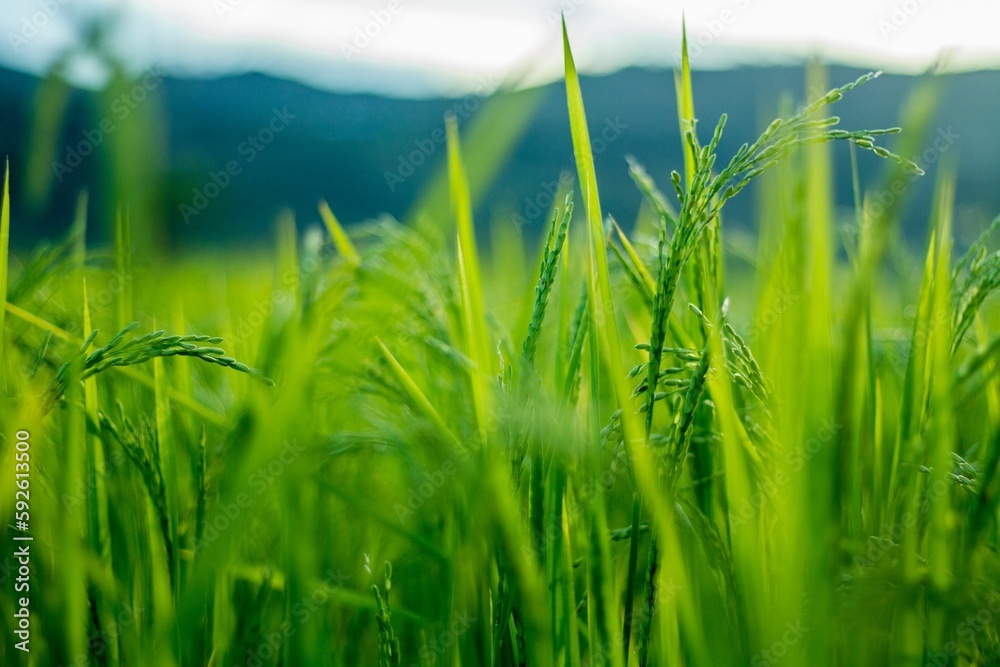 Closeup shot of bright green rice plants growing on a field
