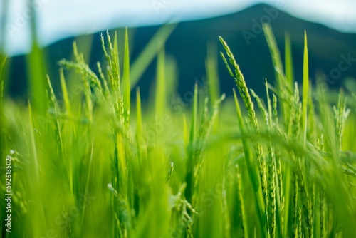 Closeup shot of bright green rice plants growing on a field photo