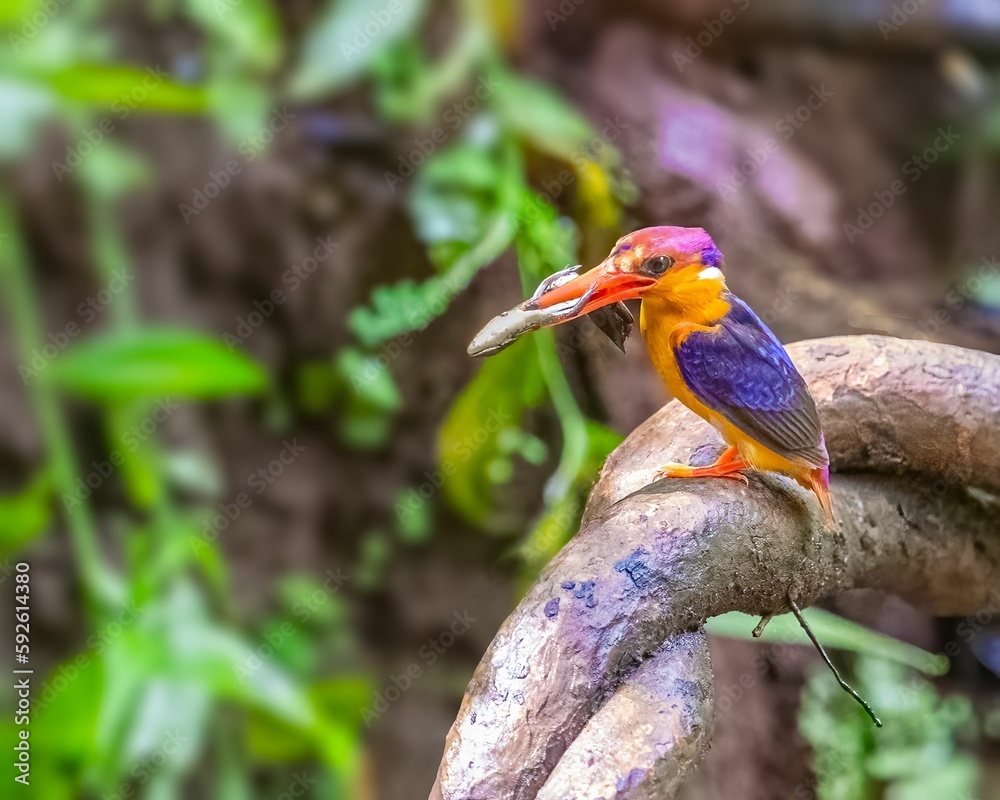 Fototapeta premium Closeup of an oriental dwarf kingfisher with a prey perched on a branch. Ceyx erithaca.