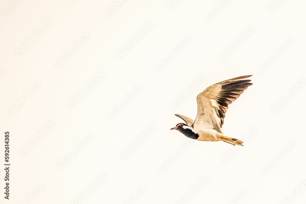 Obraz premium Red-wattled lapwing, Vanellus indicus flying in the sky.