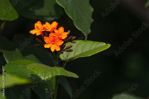 Closeup of Cordia sebestena, siricote surrounded by green leaves. photo