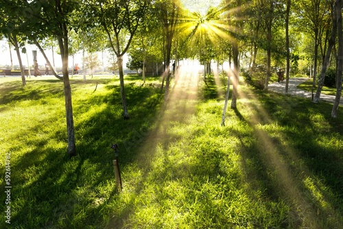 Forest path surrounded by dense trees