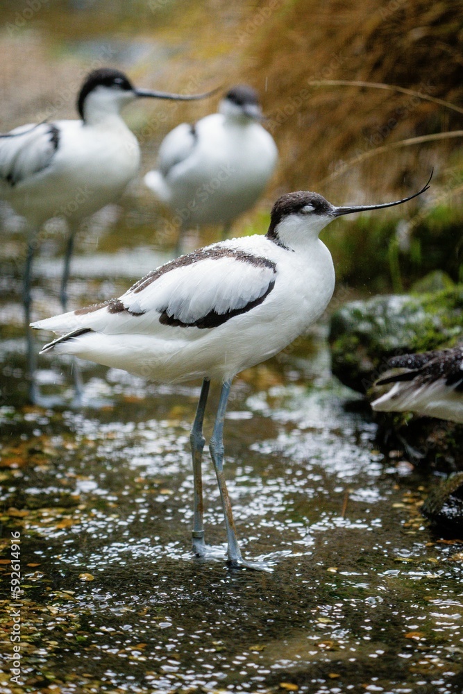 Closeup of pied avocet birds standing in water Closeup of pied avocet birds standing in water