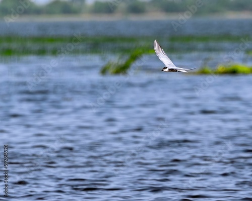 Whiskered tern (Chlidonias hybrida) flying over the lake photo