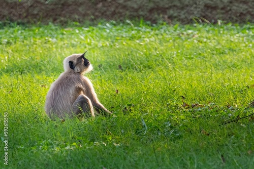 Closeup of a baby Langur sitting on a grass © Yadvendra Kumar/Wirestock Creators