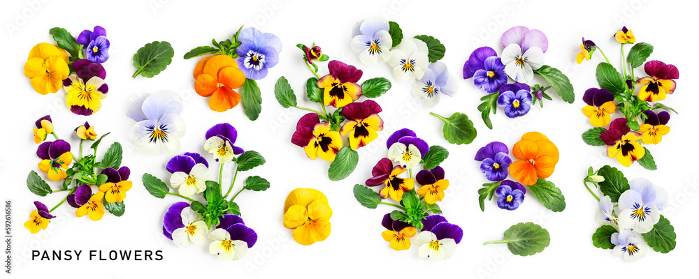 Spring viola pansy flowers collection isolated on white background.