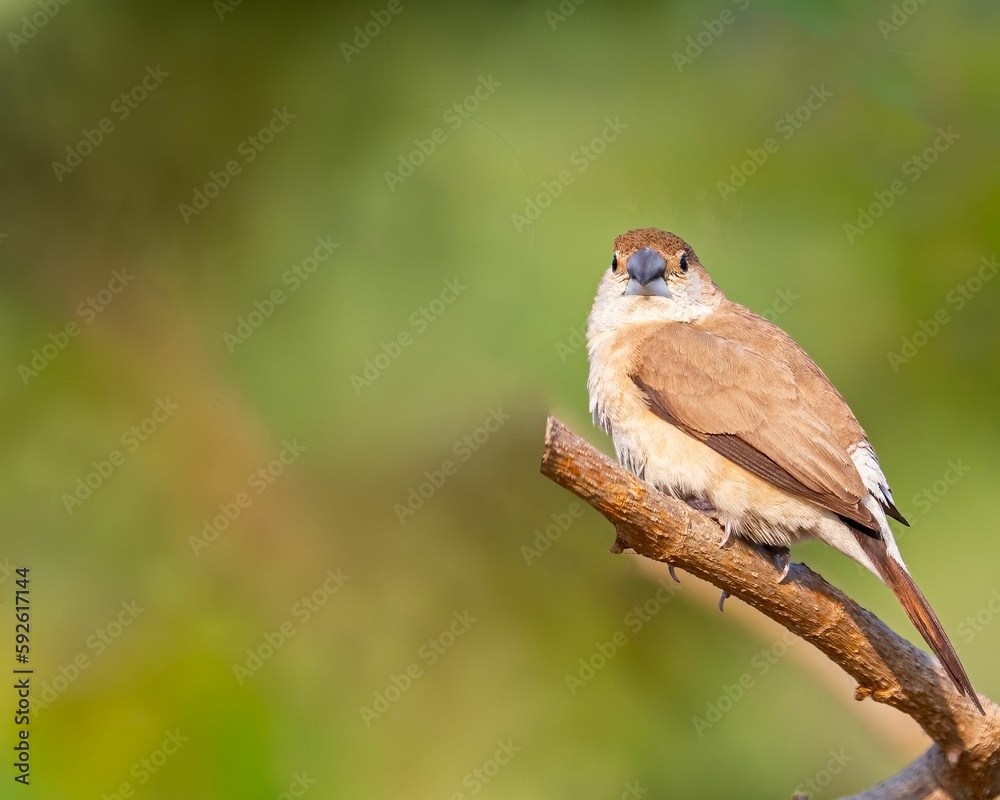 Selective focus shot of the Indian silverbill (Euodice malabarica) perched on a branch