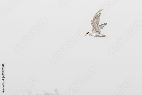 River tern (Sterna aurantia) in flight photo