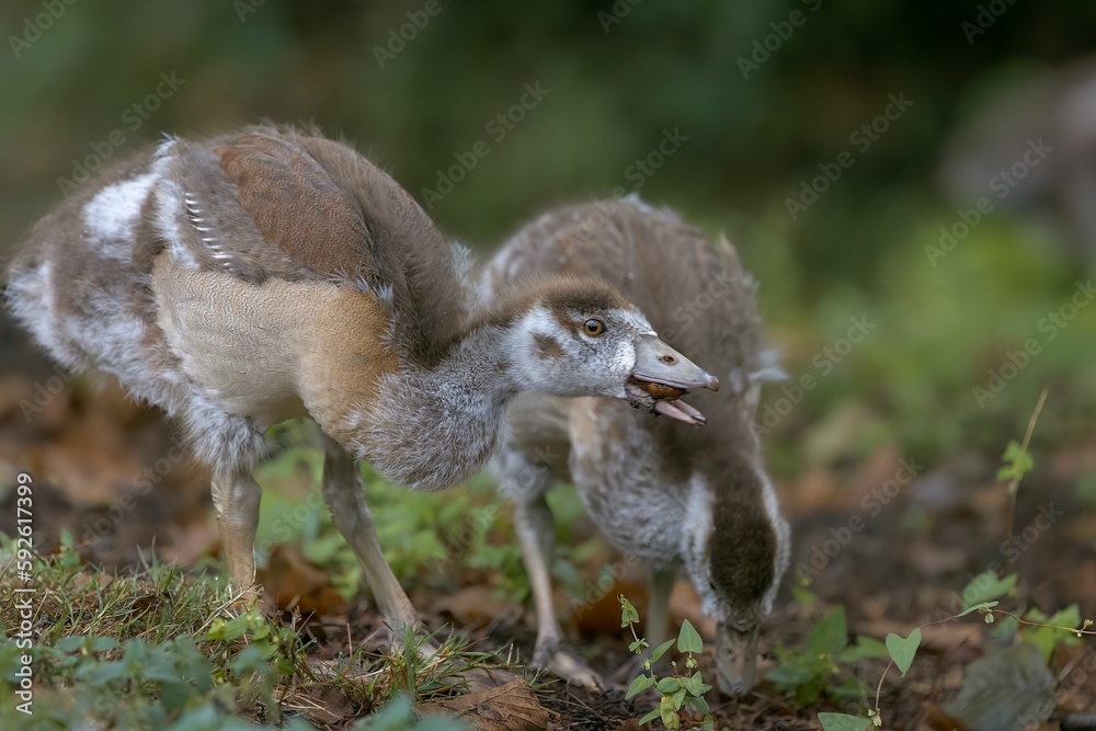 Fototapeta premium Closeup of Egyptian geese on a grass ground