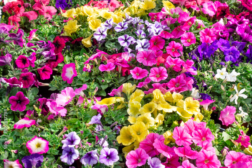 garden of colorful petunia flowers