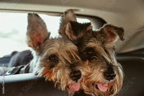 Photography Closeup shot of two adorable fluffy Schnauzer dogs in a car backseat