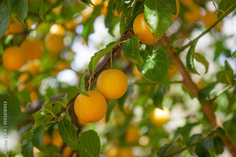 Selective focus shot of golden sphere cherry plum fruit tree Selective focus shot of golden sphere cherry plum fruit tree