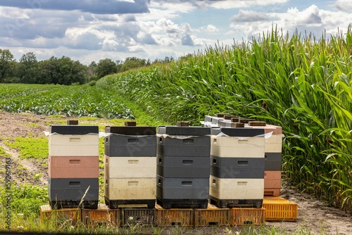 Of colorful beekeepers shelves on the ground with plants field under blue sky © Trikiphotography/Wirestock Creators