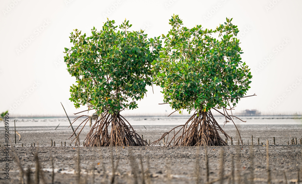 Couple of mangrove trees with prop roots on the mangrove forest. Green