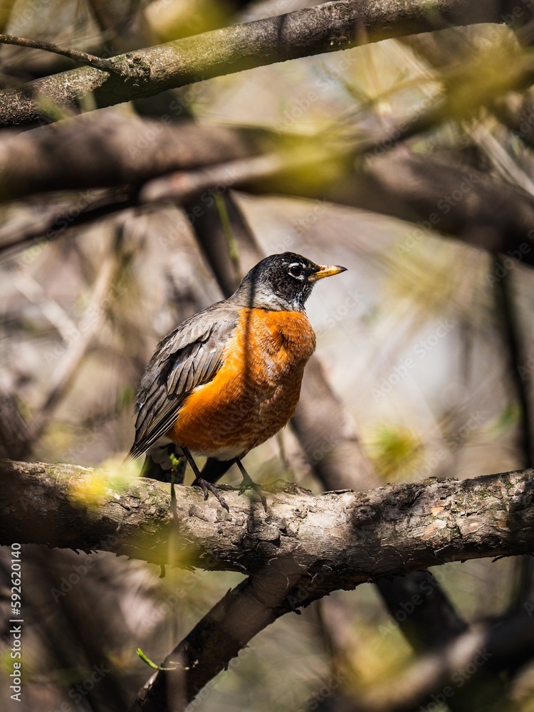 Vertical macro of an American robin on a tree branch Vertical macro of an American robin on a tree branch