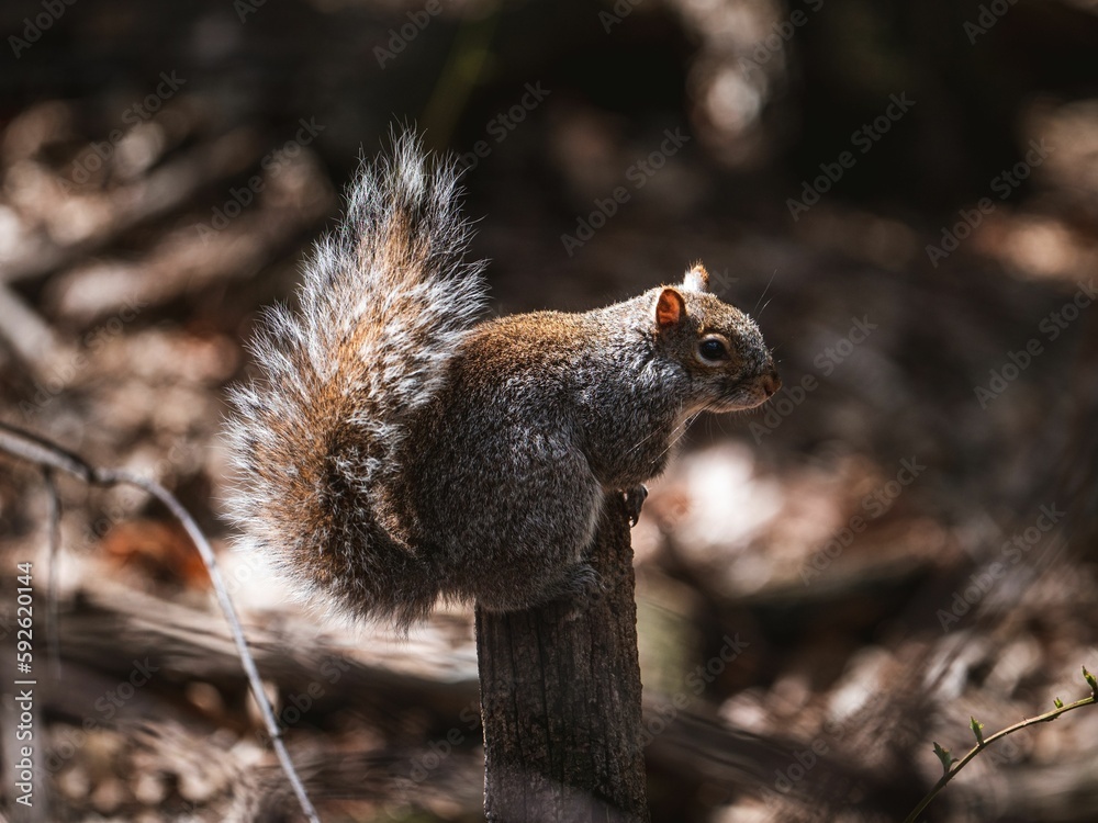 Macro of a cute squirrel Macro of a cute squirrel
