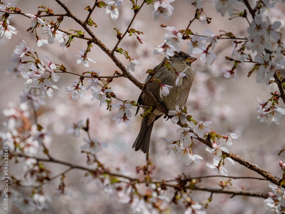 Closeup of a robin sitting on a blooming tree Closeup of a robin sitting on a blooming tree
