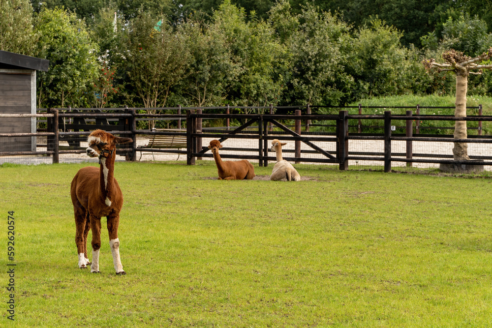 An adorable light brown and white alpaca looks straight into the camera. Two alpacas are eating and lounging on green grass meadow. Curious funny animals on meadow wear a halter. Three animals, two