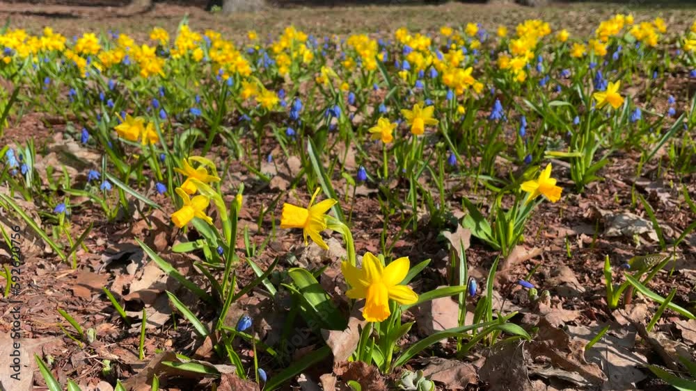 Lawn with yellow daffodil flowers in a spring park Lawn with yellow daffodil flowers in a spring park
