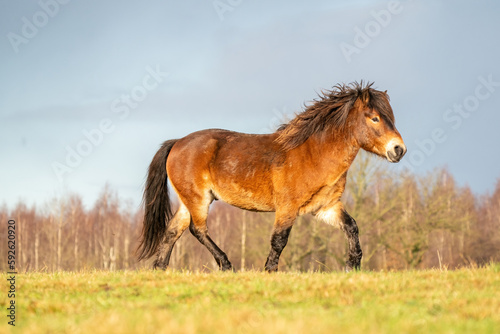 A brown wild Exmoor pony trots over a hill against a blue sky. Seen from the side with forest in the background. Low stance, action, trot, horse. Selective focus, blue, sun, soft light.