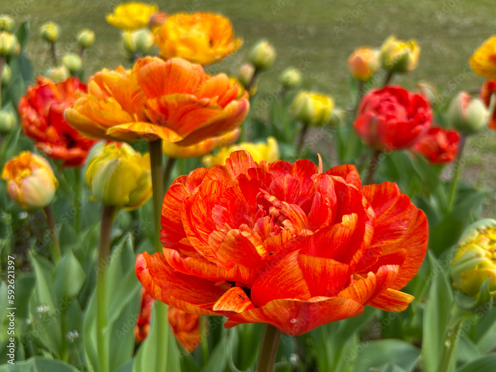 Obraz premium Bright red tulip big giant