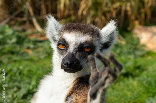 The ring-tailed lemur in a Greece zoo, Lemur catta. Close up macro photo.
