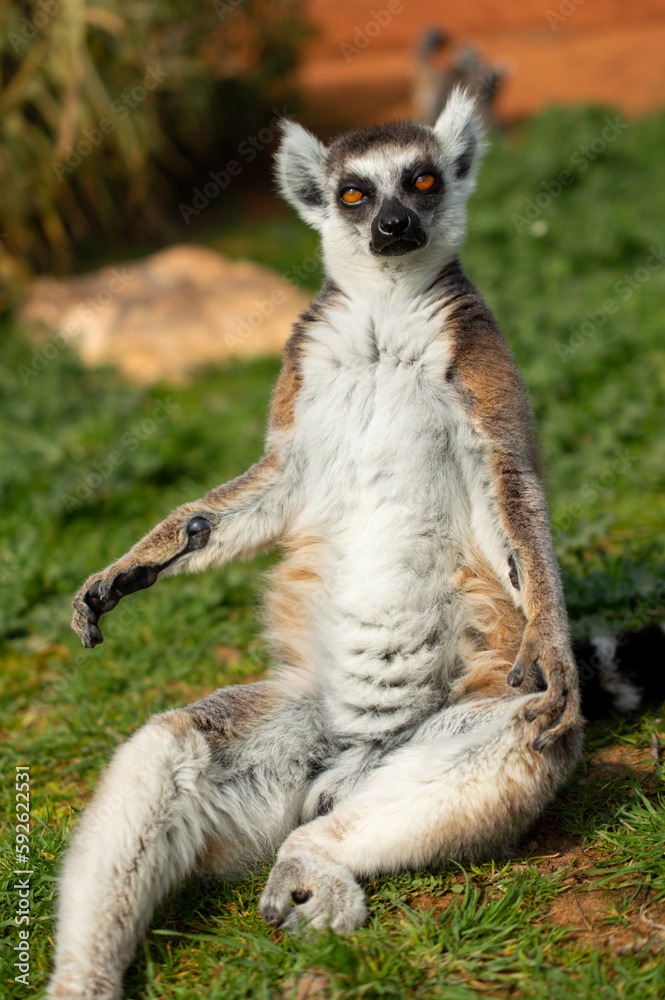 The ring-tailed lemur is sitting on a green grass in a Greece zoo, Lemur catta.