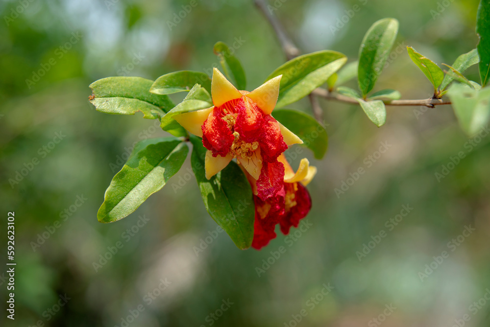 Closeup of red-yellow pomegranate flower on tree Closeup of red-yellow pomegranate flower on tree