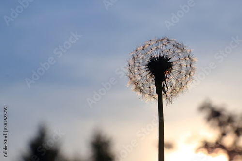 Dente di leone al tramonto