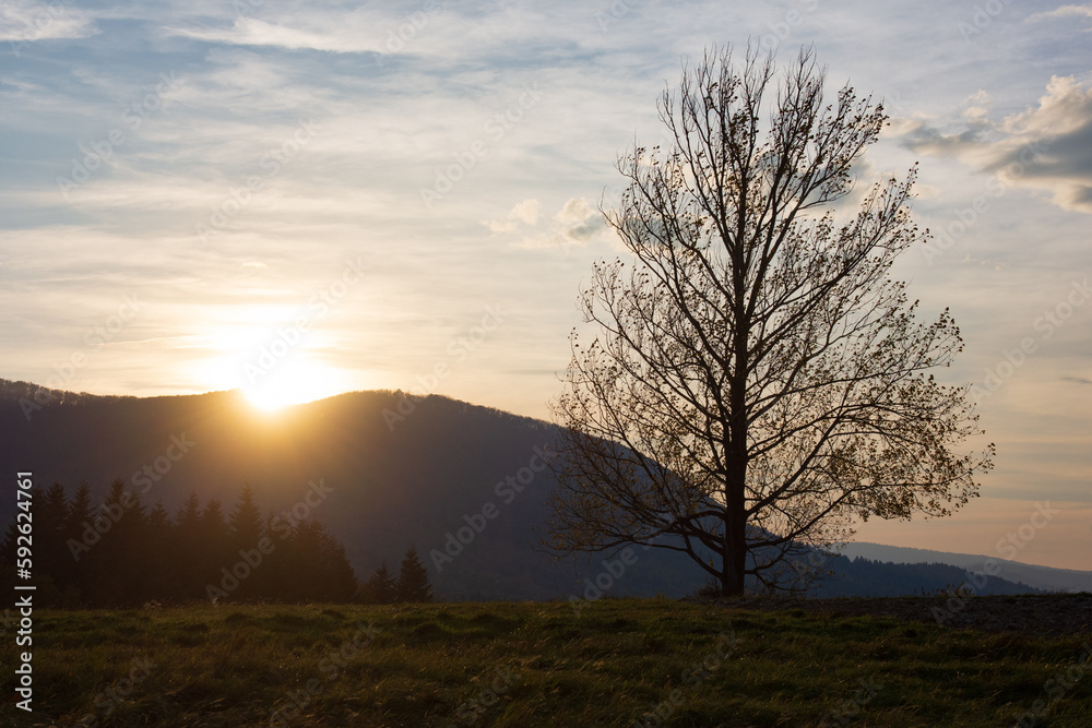 A lone tree in a mountain landscape against a sunset background. A lone tree in a mountain landscape against a sunset background.