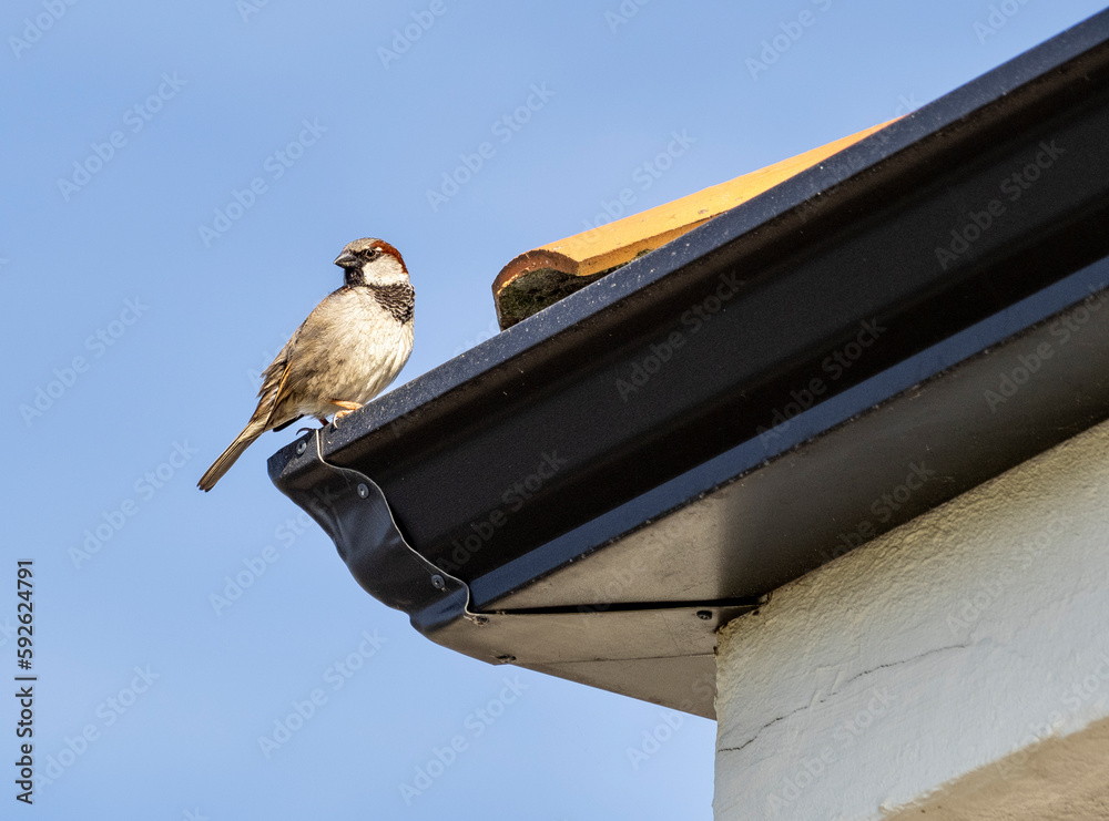 Sparrow looking for