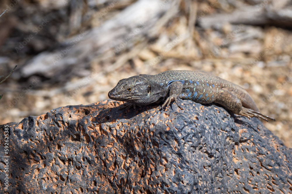 Northern Tenerife Lizard (cgalloti eisentrauti) Northern Tenerife Lizard (cgalloti eisentrauti)
