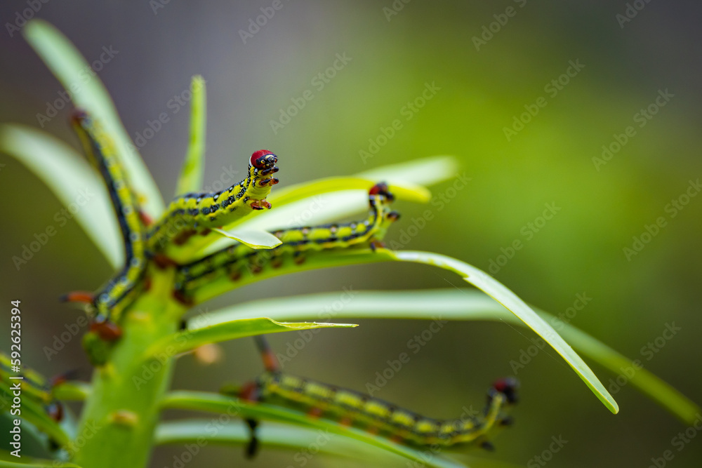 Close up of caterpillar in the Canary Islands, Tenerife - Anaga National Park Close up of caterpillar in the Canary Islands, Tenerife - Anaga National Park