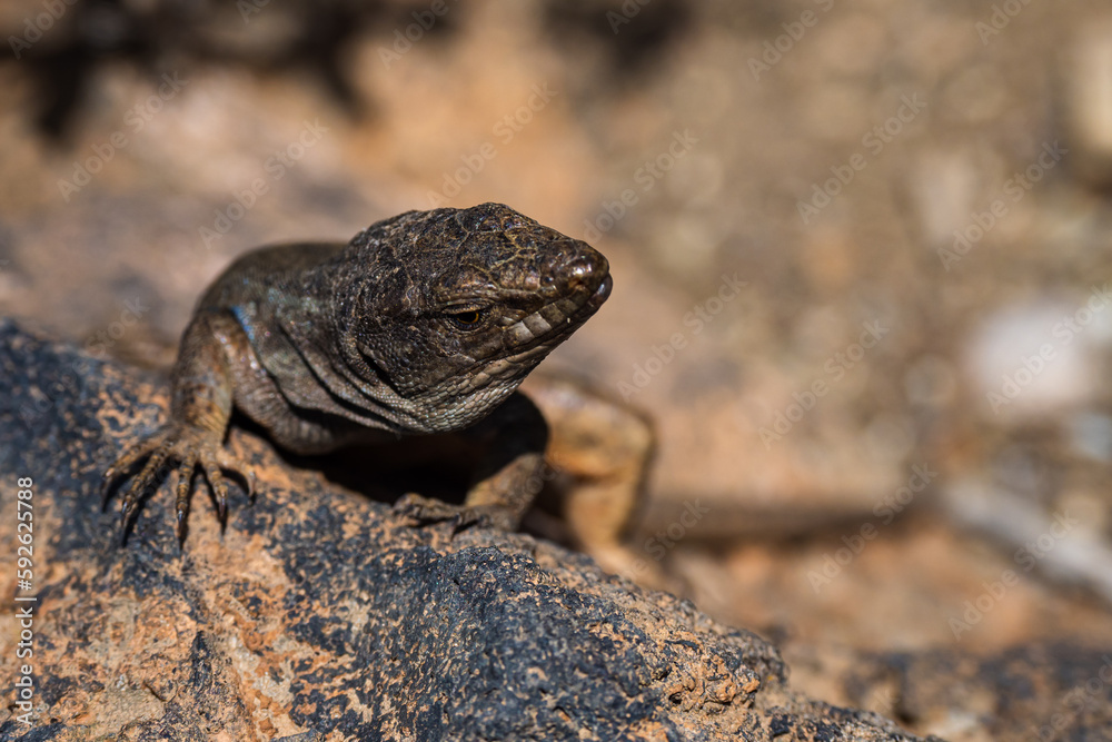 Northern Tenerife Lizard (cgalloti eisentrauti) Northern Tenerife Lizard (cgalloti eisentrauti)