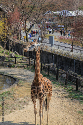 Giraffe