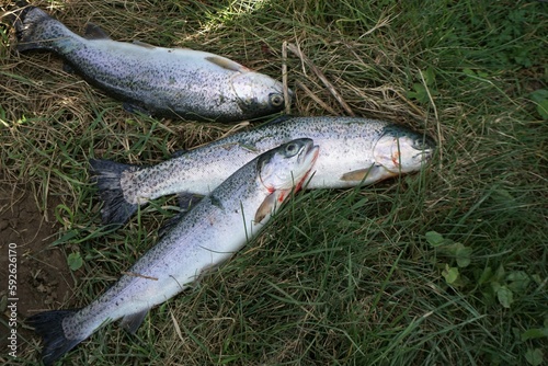 Drei frisch gefangene Forellen im Gras 