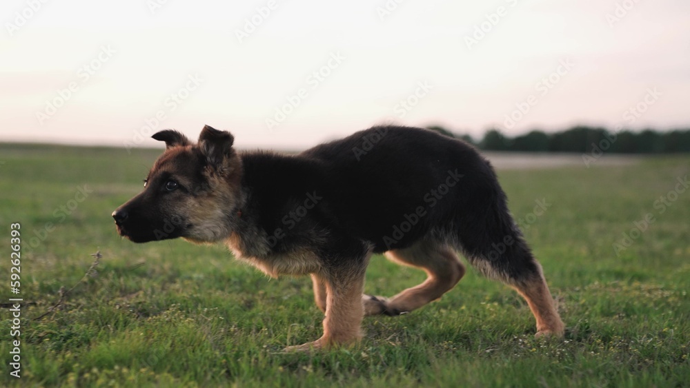 dog shepherd runs on green grass in the park. puppy breed shepherd. little dog runs. dog training. running pet smart shepherd dog. dog run concept. thoroughbred four-legged friend