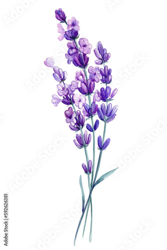 Lavender watercolor. Set purple field flowers on isolated white background  watercolor floral illustration  violet flora