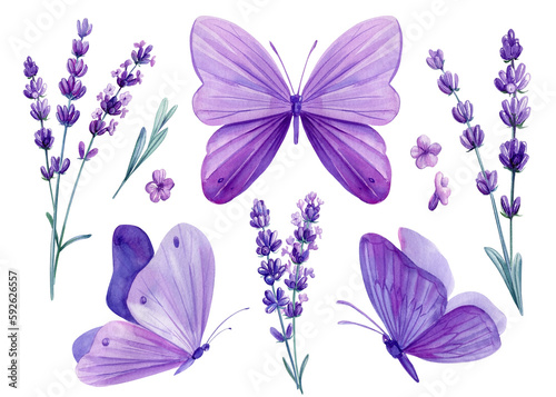 Watercolor butterflies and lavender flowers, floral design purple elements on isolated white background. Bouquet flowers